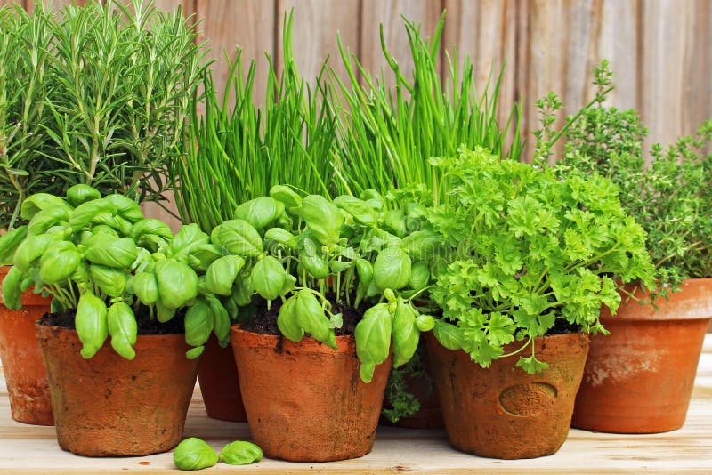 Herbs