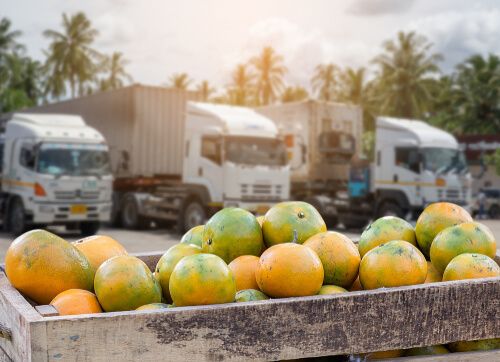 Import & Export Services